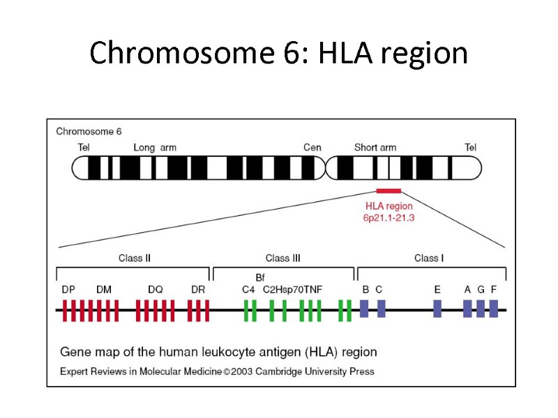 Chromosome 6: HLA region